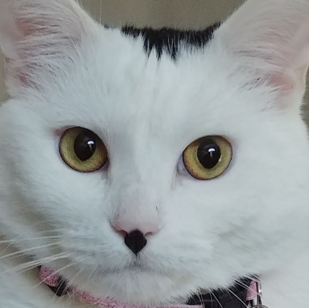 Meet your Posher, Wendy